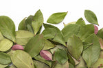 THÉ DES BOIS GRADE 1 (SAC DE 20G)