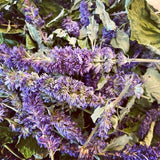 Tisane Pure agastache - Tante Agastache