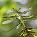 Thé du Labrador (Ledum groenlandicum) huile essentielle