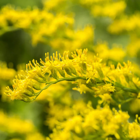 Verge d'or du Canada (Solidago canadensis) - Huile essentielle bio