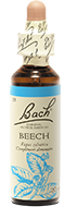 Hêtre (Beech)