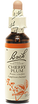Cherry Plum (Prunier myrobolan)