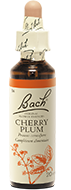 Cherry Plum (Prunier myrobolan)