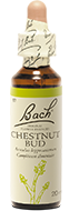 Bourgeon de Marronnier (Chestnut bud)
