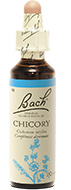 Chicorée (Chicory)