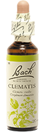 Clématite (Clématis)