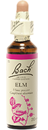 Orme (Elm)