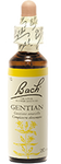 Gentiane (Gentian)