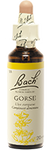 Ajonc (Gorse)