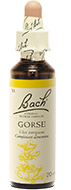 Ajonc (Gorse)