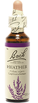 Bruyère (Heather)