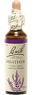 Bruyère (Heather)
