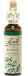 Houx (holly)