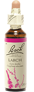 Mélèze (Larch)