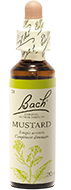 Moutarde (Mustard)