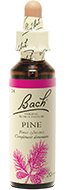 Pin (Pine)
