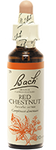 Marronier rouge (Red chesynut)