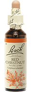 Marronier rouge (Red chesynut)