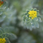 Teinture Rhodiola