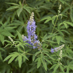 Teinture Vitex