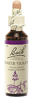 Violette (Water Violet)