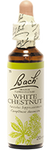Marronier blanc (White chestnut)