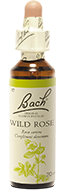 Églantier (Wild rose)